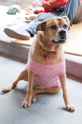 Dogs of Chicago pretty in pink at the Vintage Garage. This is Lulu! 